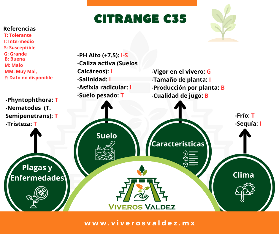 Citrange C35