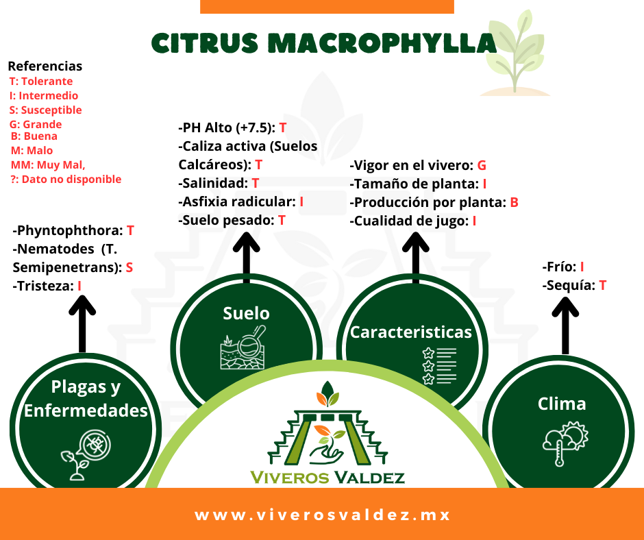 Citrus Macrophylla