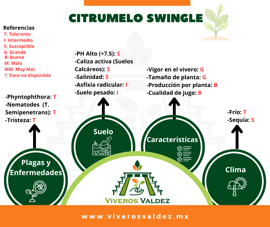 citrumelo swingle